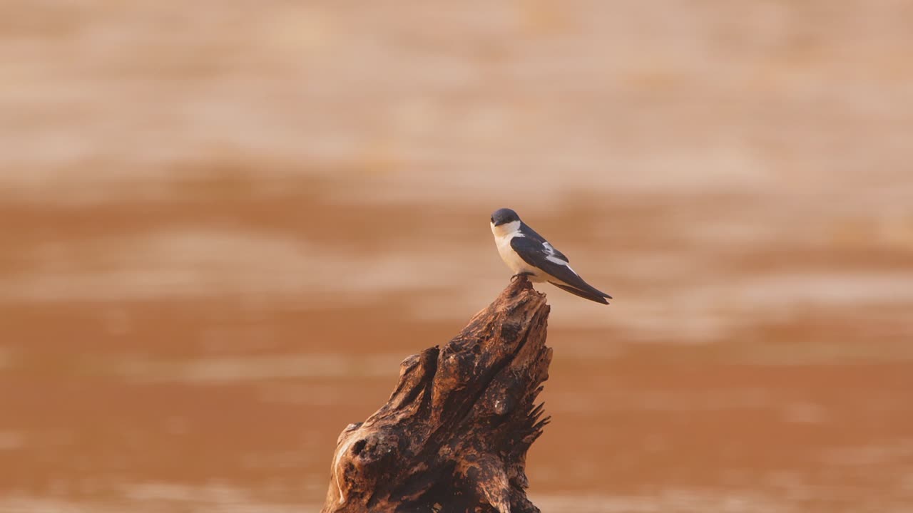 Rondine dalle ali bianche che si liscia le piume mentre è appollaiata su un tronco incagliato nel fiume Tambopata, in Perù