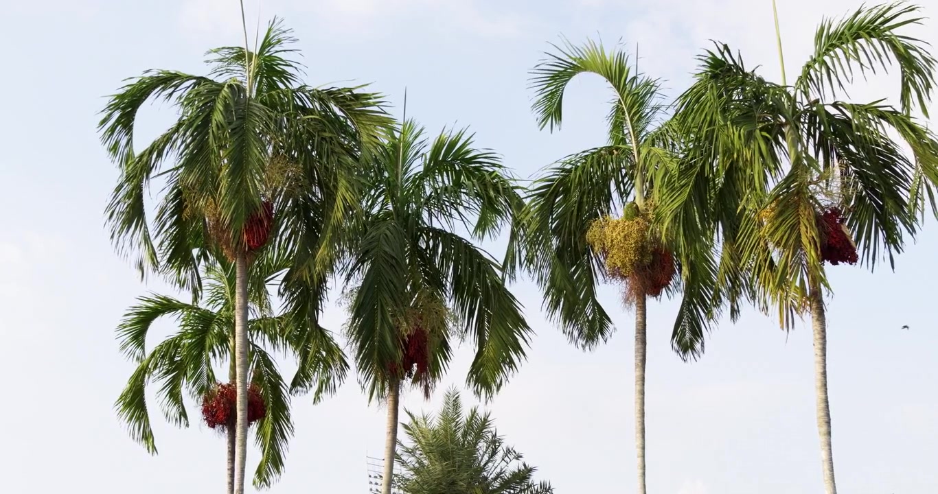 Esplora la bellezza delle palme che ondeggiano in un sereno ambiente tropicale