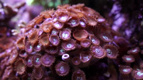 Rose-bubble-anemone-with-open-tentacles-waiting-for-food-on-clean-sea-water