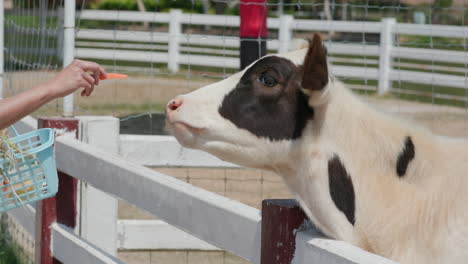 vaca en la granja