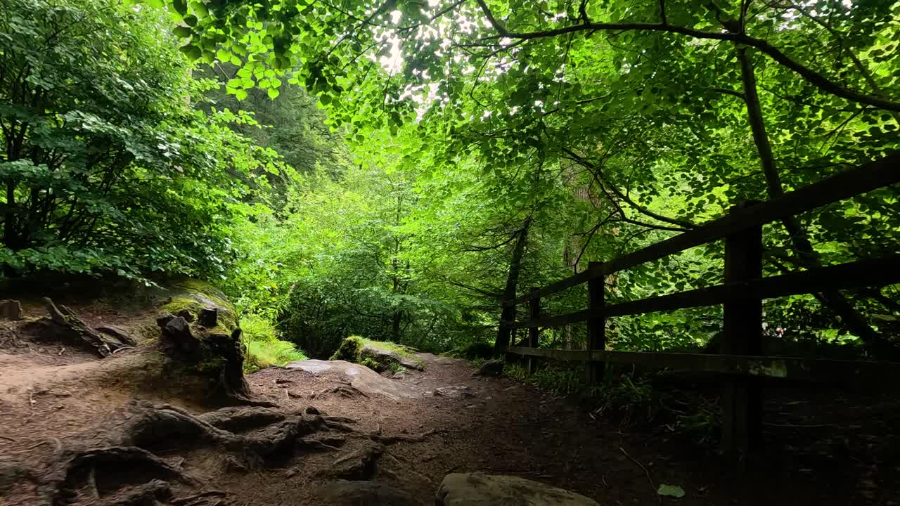울창한 숲길을 가로질러 조용한 산책