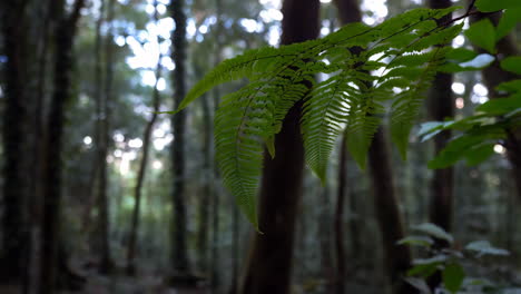 close-up of a fern leaf in a dark forest