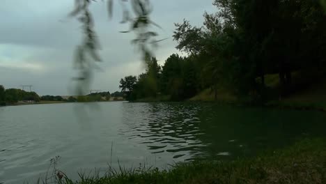 Wind-blowing-plants-in-the-lake