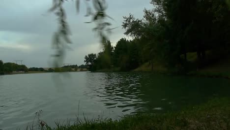 wind blowing plants in the lake