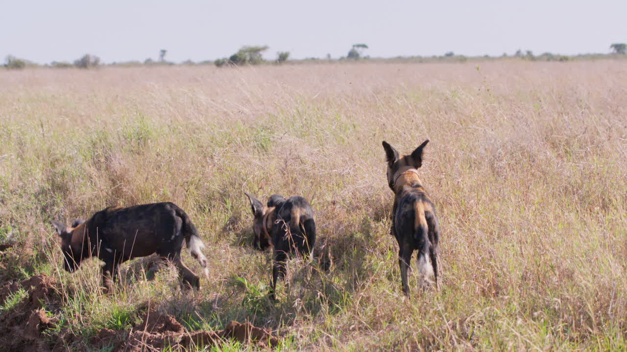 Tre licaoni africani che annusano il terreno della savana