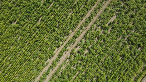 Spinning-a-drone-over-a-field-of-rapeseed