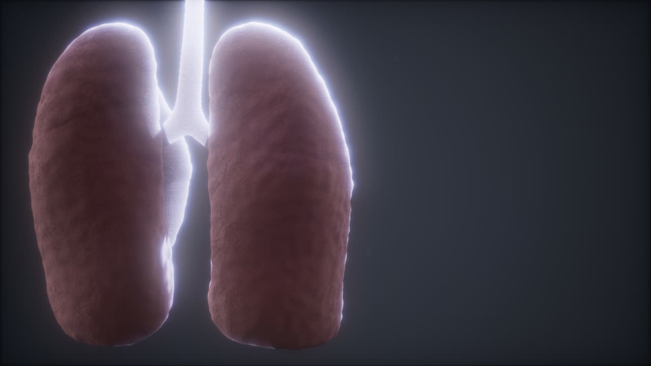 animación médicamente precisa del pulmón humano en bucle 3d
