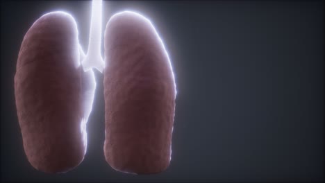 loop-3d-rendered-medically-accurate-animation-of-the-human-lung
