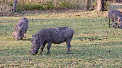 warthogs graze on the grass in the backyard