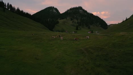 Un-Rebaño-De-Vacas-En-Los-Tradicionales-Prados-De-Hierba-En-Las-Románticas-E-Idílicas-Montañas-Bávaras-De-Los-Alpes-Wendelstein-Al-Atardecer-Con-Cielo-De-Nubes-Rojas-Y-Picos-Montañosos