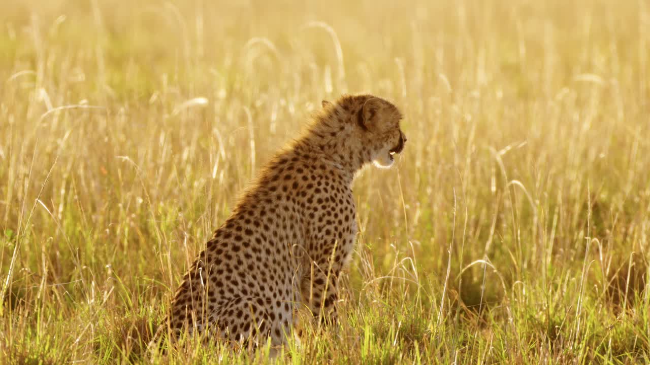 cachorro de guepardo caminando en la larga hierba de la sabana en la hermosa luz dorada del sol, animales de safari de vida silvestre africanos en áfrica en masai mara, kenia, reserva nacional de masai mara, disparo de bajo ángulo de cerca