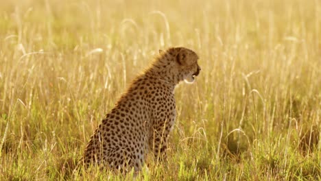 Cachorro-De-Guepardo-Caminando-En-La-Larga-Hierba-De-La-Sabana-Bajo-La-Hermosa-Luz-Dorada-Del-Sol,-Animales-Africanos-De-Safari-Salvaje-En-África-En-Masai-Mara,-Kenia,-Reserva-Nacional-Masai-Mara,-Primer-Plano-De-ángulo-Bajo