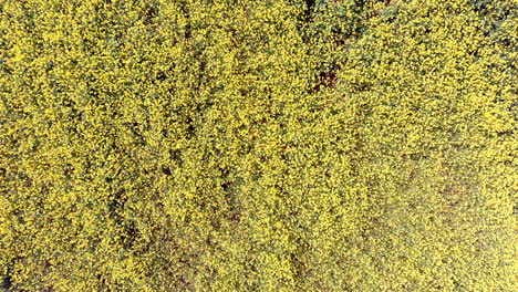 vista aerea che guarda in basso su vasti campi gialli di fiori selvatici che soffiano delicatamente nella brezza