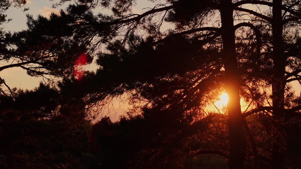 나무 속에서 해가 지는 것