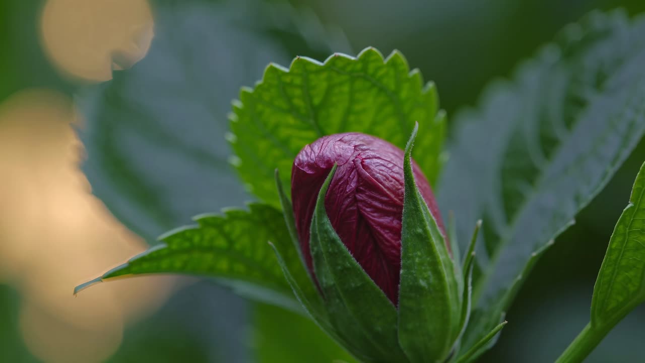 Video close-up bunga yang sedang mekar dengan daun hijau cerah, diambil setinggi mata
