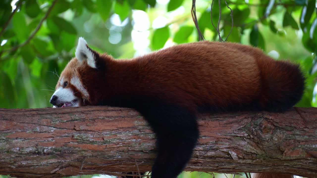 Un panda rosso (Ailurus fulgens) assonnato si riposa su un ramo di un albero, addormentandosi lentamente, foto ravvicinata