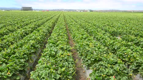 un plano general de los campos y granjas de fresas de california