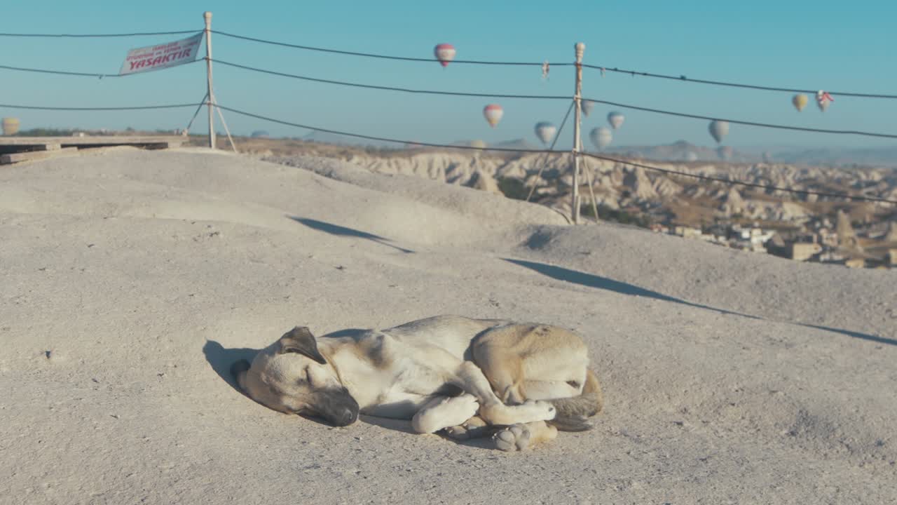괴레메, 카파도키아 위의 아시클라 테페시에서 이른 아침 자고 있는 귀여운 개