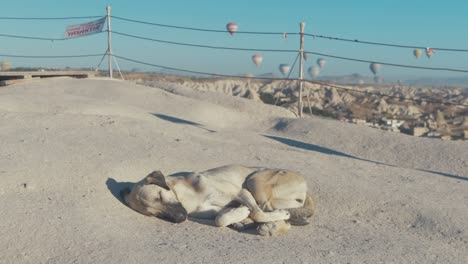 Süßer-Hund,-Der-Am-Frühen-Morgen-In-Asiklar-Tepesi-über-Goreme,-Kappadokien-Schläft