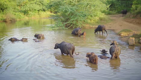 herd of domestic water buffaloes or bubalus bubalis bathing in a water stream of rural india