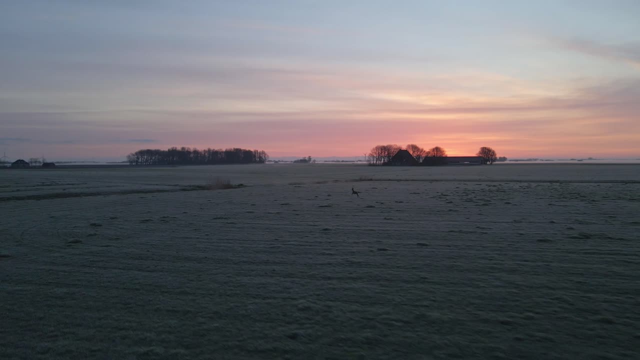 Tåkete daggry over eng med løpende rådyr, droneopptak, Piaam, Friesland, Nederland