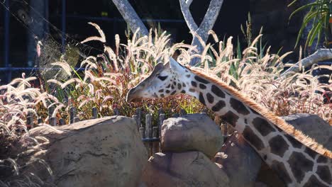 giraffe eating plants in a zoo enclosure