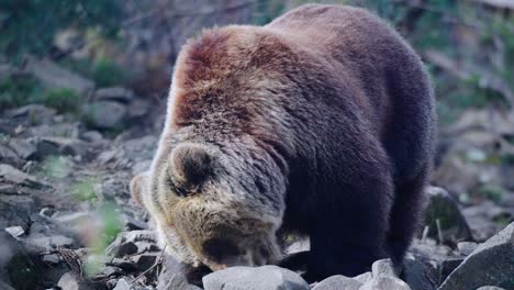 big wild grizzly bear grazing in nature, ecozonia park, perpignan, france