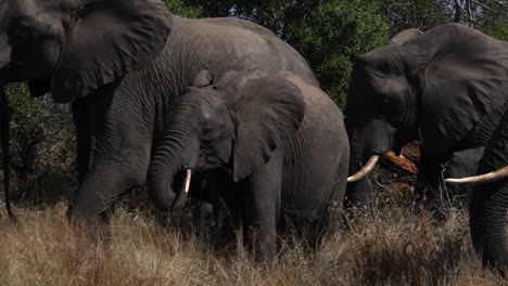 Young-african-elephant-grazing-surrounded-by-its-herd,-who-are-passing-by