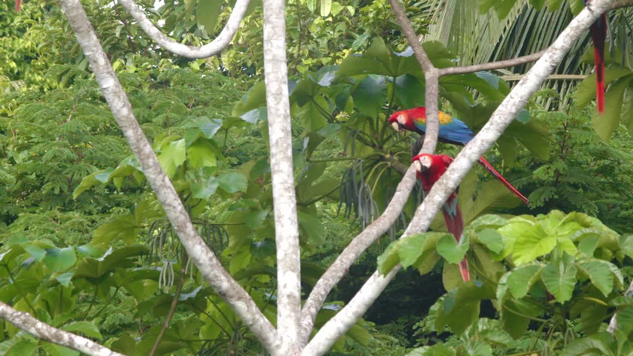 Scarlet Macaw arrives flying in slow motion to land in the rain forest canopy to join the flock members