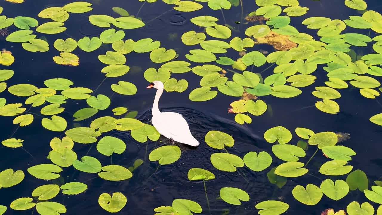Aerial drone view of a white egret standing among floating green lily pads on a calm pond surface