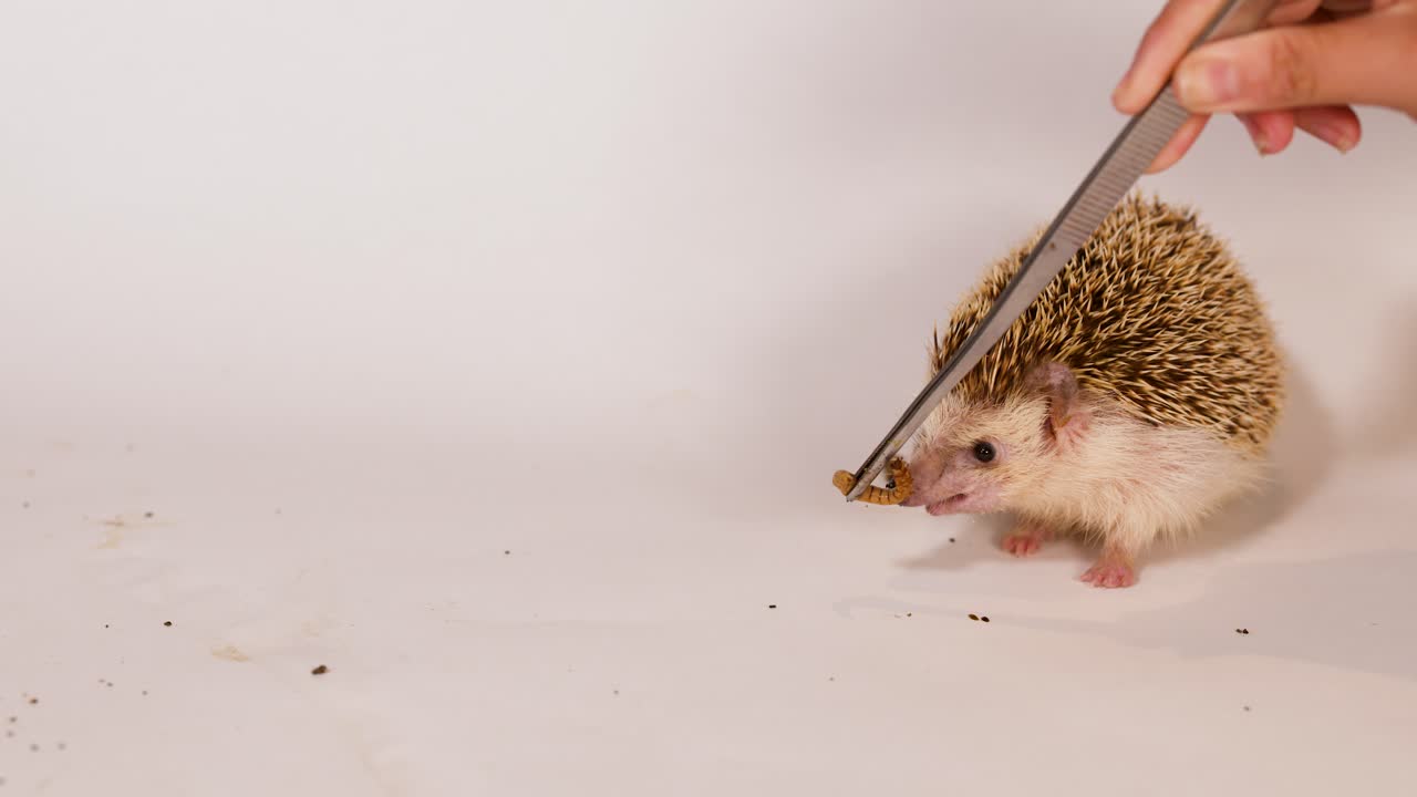 Una persona nutre un riccio africano nano con un verme della farina usando delle pinzette su uno sfondo bianco