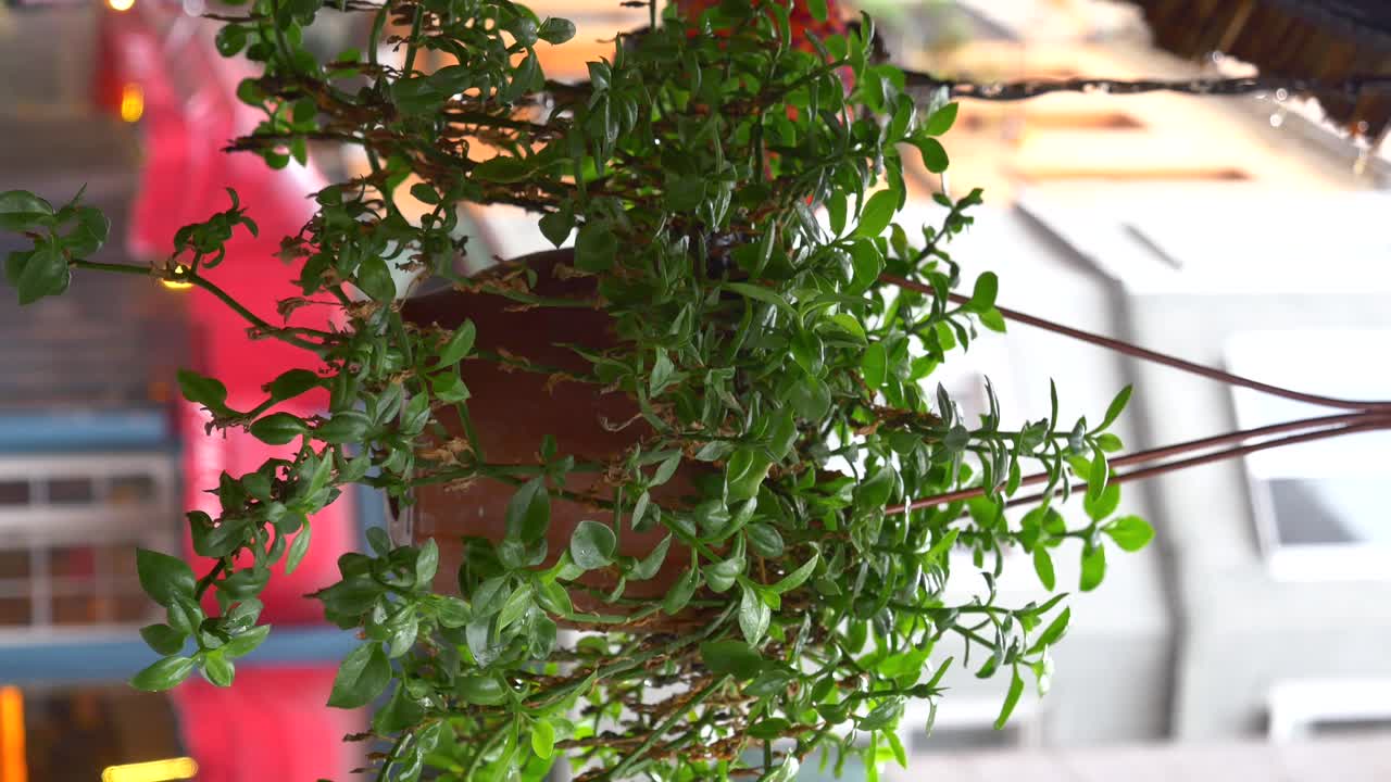 Hanging plant in a pot