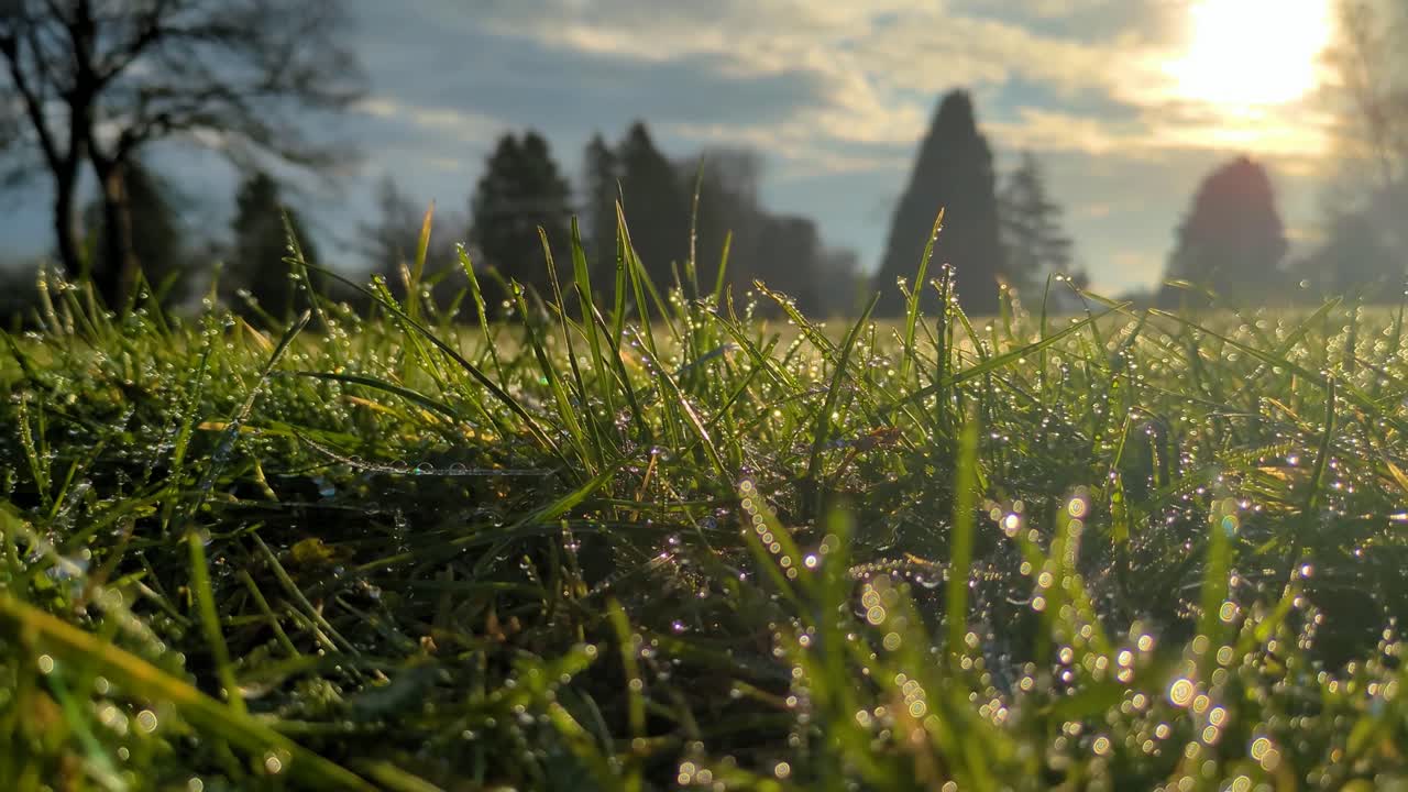 Close Up of Raindrops on Grass in Early Morning with Trees in Background with Sunlit Backdrop Near Sunrise on Cool Winter Morning