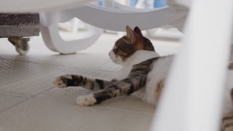 turkey,-lazy-cat-in-hotel,-petting-the-cat-: