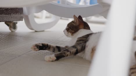 pavo, gato perezoso en el hotel, acariciando al gato: