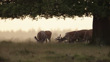 medium shot of a small herd of red deer, mostly bucks with giant antlers, grazing under a tree in the golden hour before sunset on the crest of a hill overlooking the forest