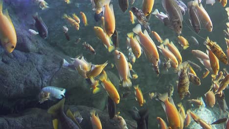 goldfish mostly yellow in an aquarium swimming