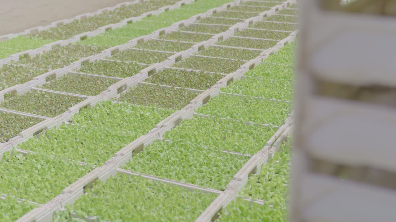 Rows of Young Lettuce Plants Growing in a Greenhouse