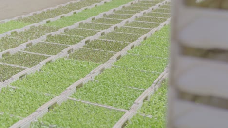 rows of young lettuce plants growing in a greenhouse