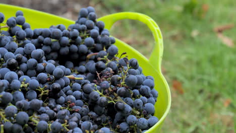 revelando las uvas en un contenedor a medida que se cosechan
