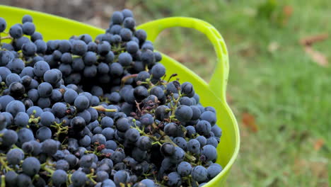 revealing grapes in a bin as they are being harvested