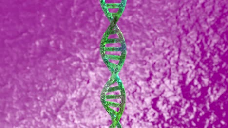 modelo estructural 3d de una doble hélice de adn. rotación en bucle aislada de una molécula de adn con espacio de copia o vacío alrededor para su texto o descripción.