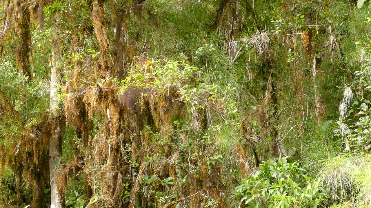 pájaro atrapamoscas social volando a través de los árboles rodeados de musgo colgante en la selva tropical en costa rica - plano general