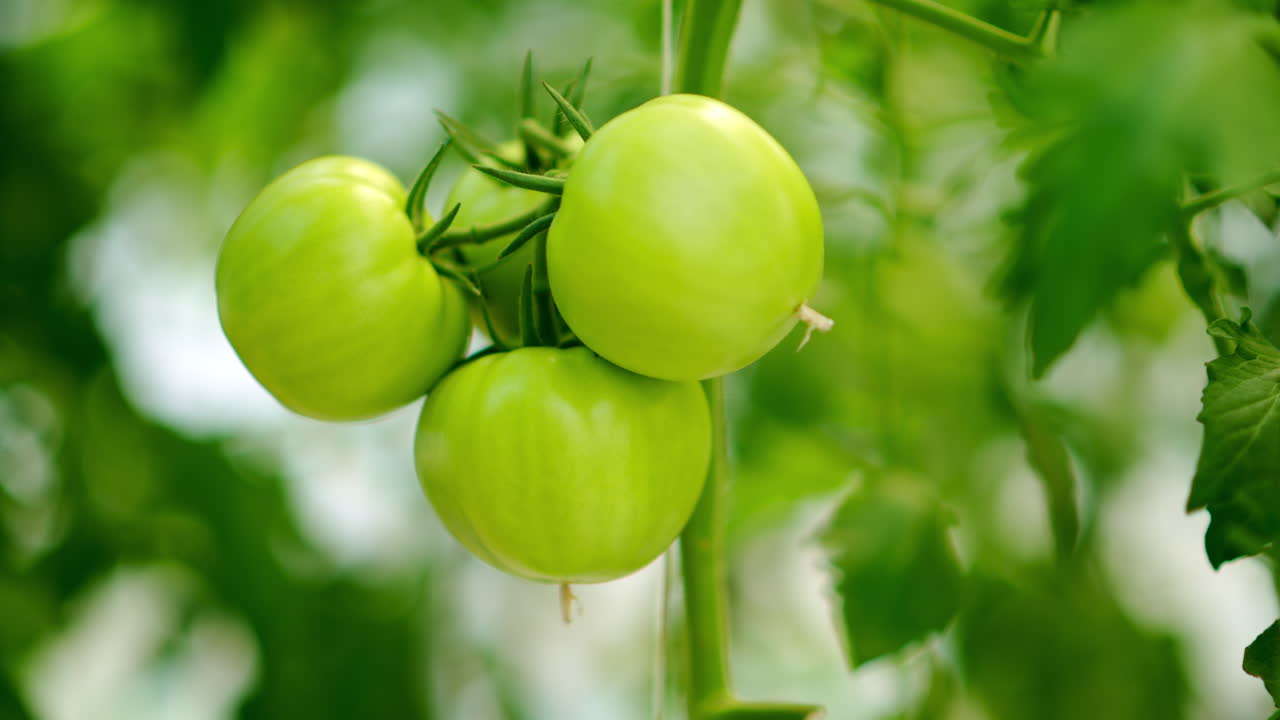 Close up of tomatoes growing in a greenhouse