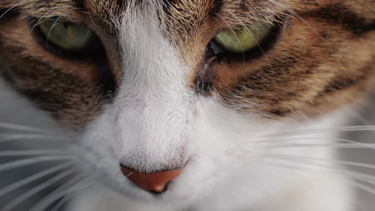 Primo piano di un gatto tricolore seduto che guarda. Micetto con gli occhi gialli. Animale domestico a casa