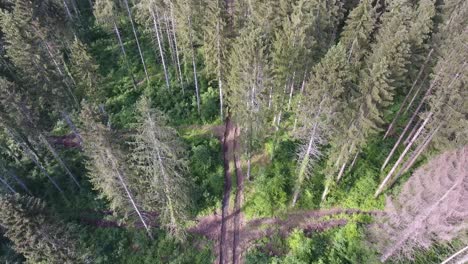 Vuelo-Cercano-Sobre-Un-Bosque-De-Abetos-En-Verdún,-Francia.