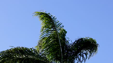 palmera moviéndose contra un claro cielo azul