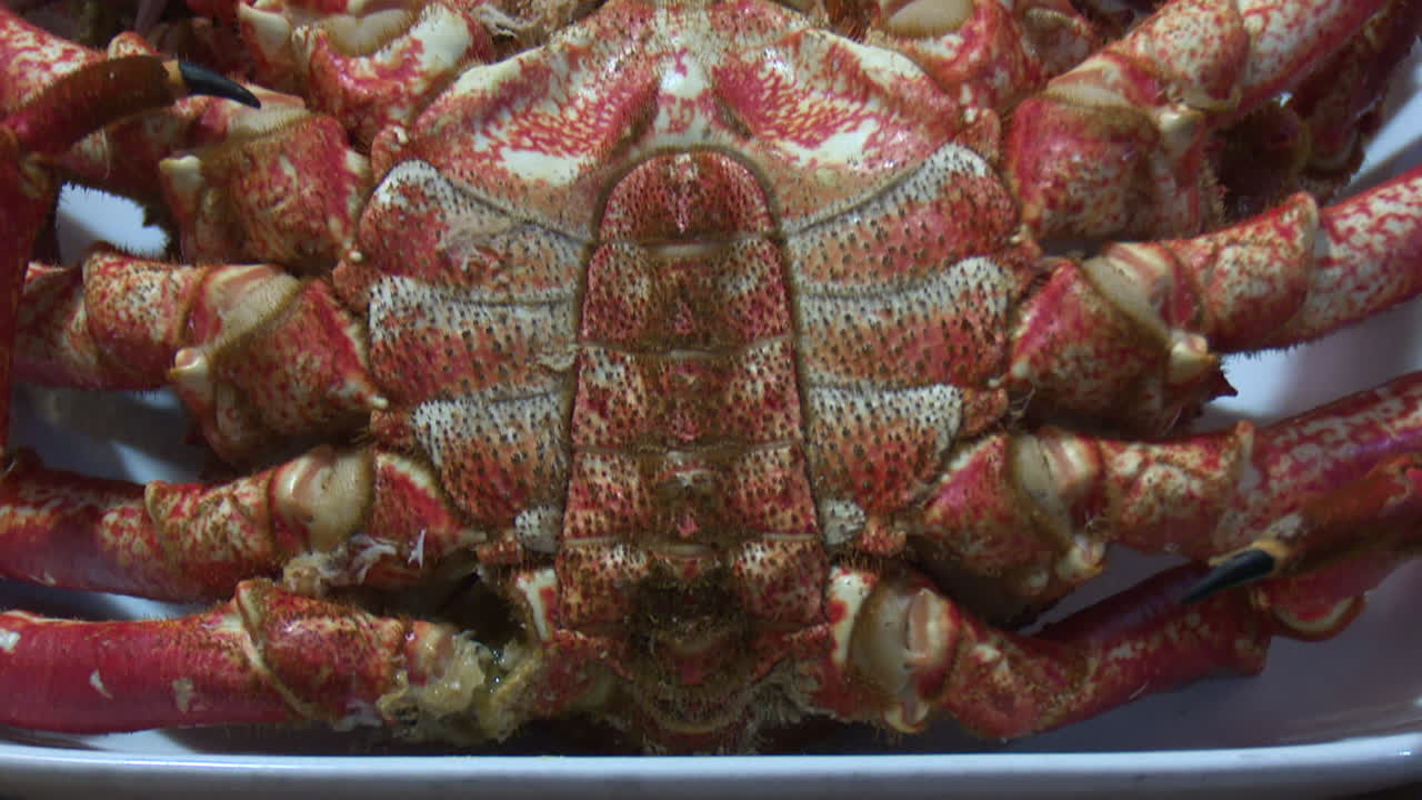 Close-up of a Crab