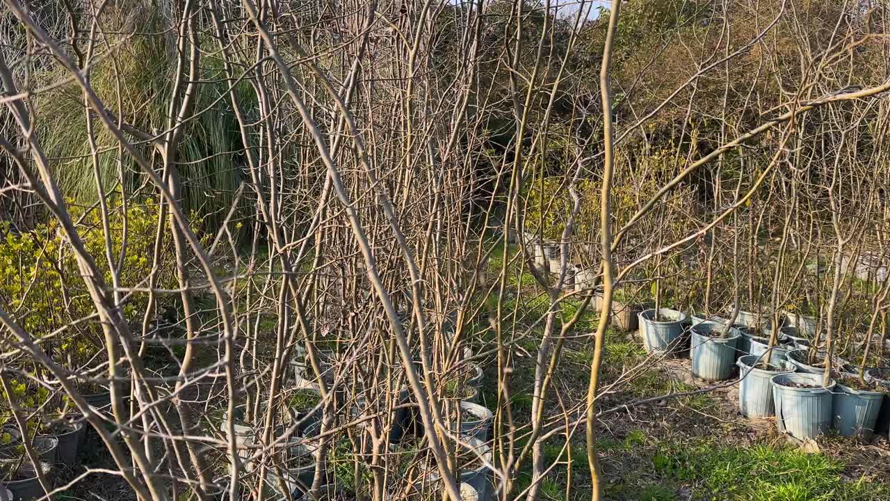 parrotia persica native Persian tree Caspian Hyrcanian forest in iran azerbaijan garden gilan green landscape meadow nature outdoors rural scenic spring summer view village weather woods nursery vase