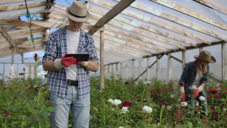 two happy farmers working in a greenhouse with flowers using tablet computers to monitor and record crops for buyers and suppliers of flowers to shops a small business and colleagues working together.